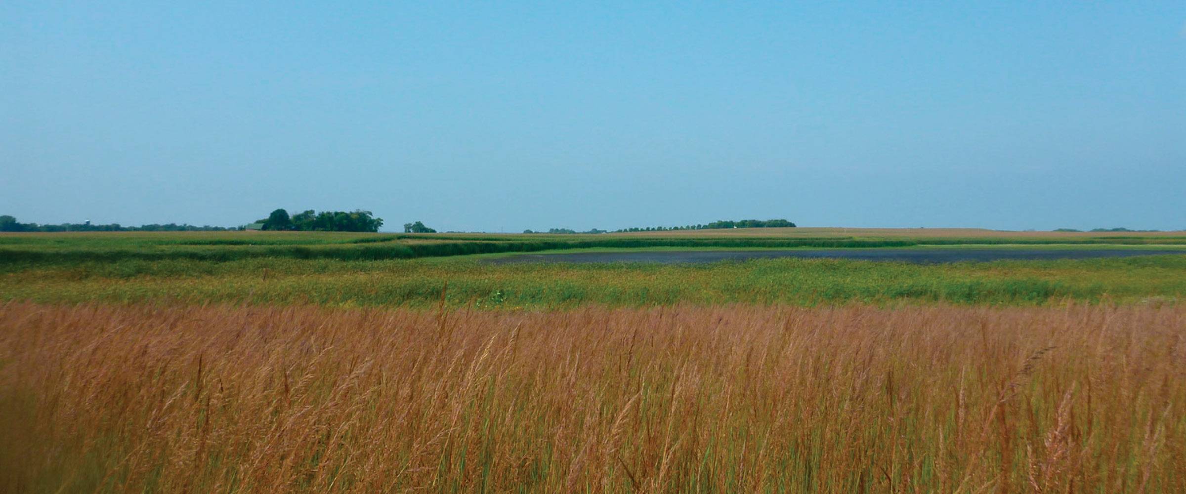 wetland