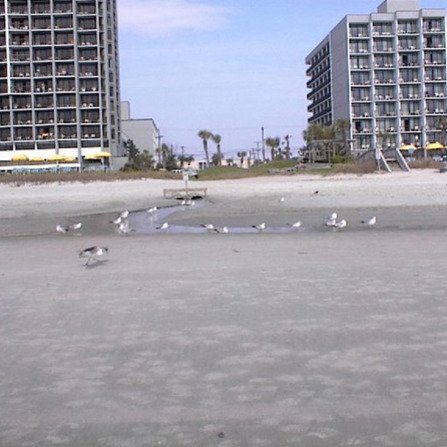 Seagulls gather on a sandy beach with two tall buildings in the background. The sky is clear, and the scene captures a peaceful coastal urban landscape.