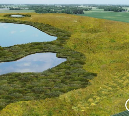 Graphic depicting a wetland bank, featuring lush grasses and serene ponds