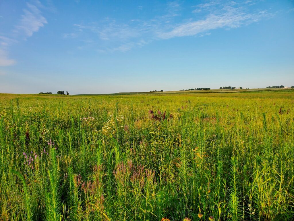 Stevensen Wetland Bank - green prairie grass with a blue sky