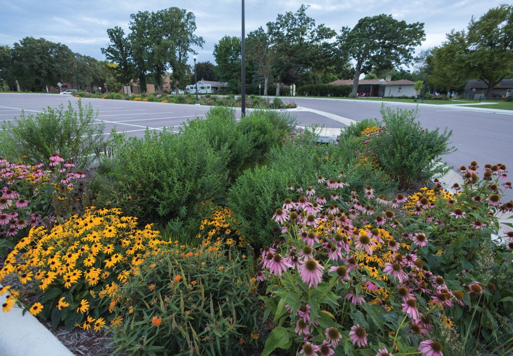 Rain Garden full of different grasses and flowers