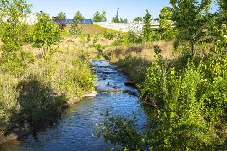 SESWA Photo Contest Winner - Ballantyne Reimagined Stream Restoration Stream View with Ducks