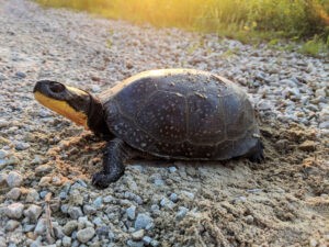 Blandings Turtle in a wildlife crossing