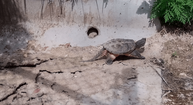 Turtle using new wildlife crossing on CSAH 32
