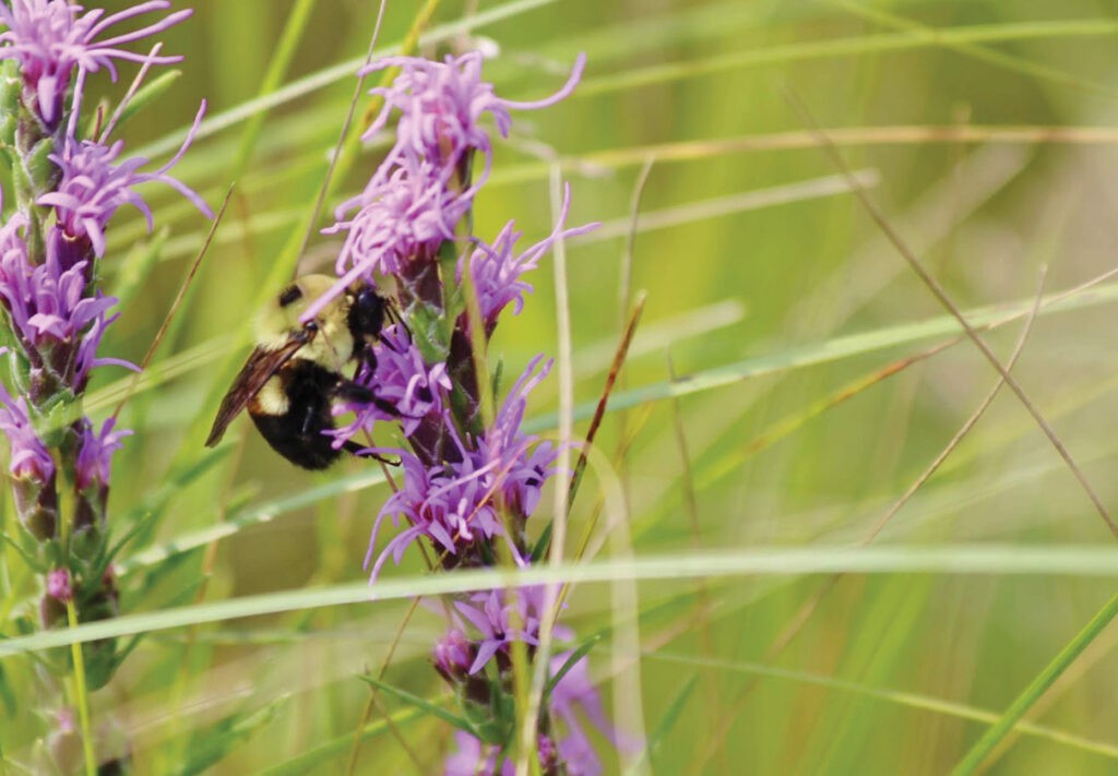 A bee on a purple flower.