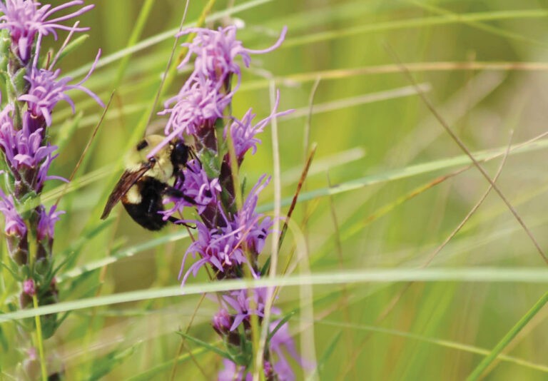 A bee on a purple flower.