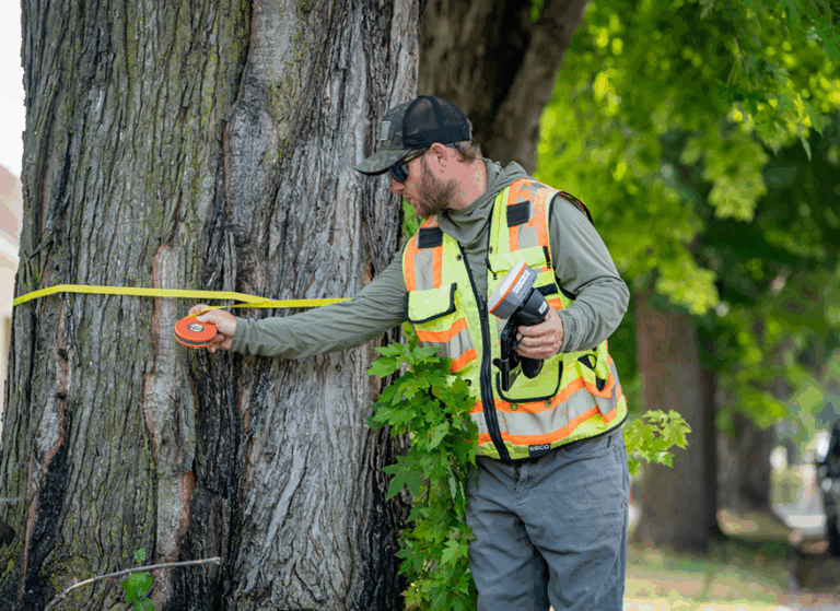 A person measuring a tree