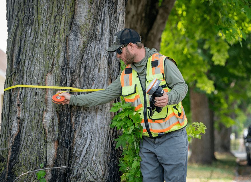 A person measuring a tree