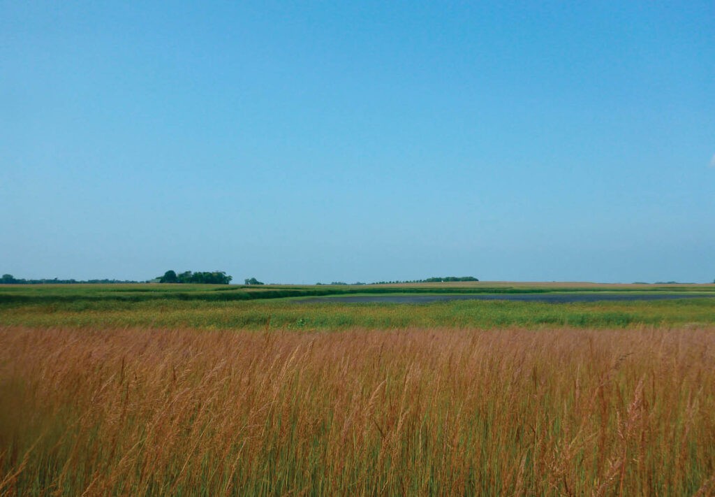 A scenic prairie landscape with tall golden-brown grasses in the foreground, green fields in the middle, and a clear blue sky above.